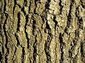 Głęboko rzeźbiona kora dębu (fot. http://takbywlosminiespadlzglowy.blogspot.com/2013/03/pukanka-z-kory-debu-czyli-jak.html)